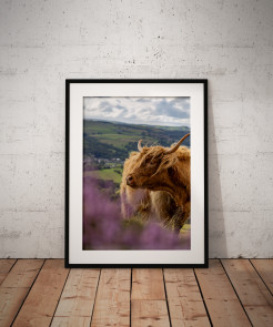 To buy a print or any of the below please click on the images